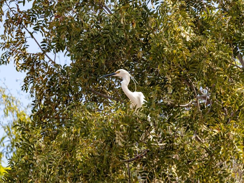 Bird waiting in the tree