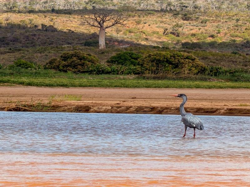Another heron