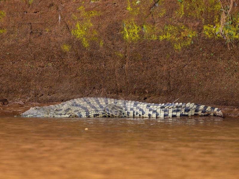 And then we snuck up on this crocodile