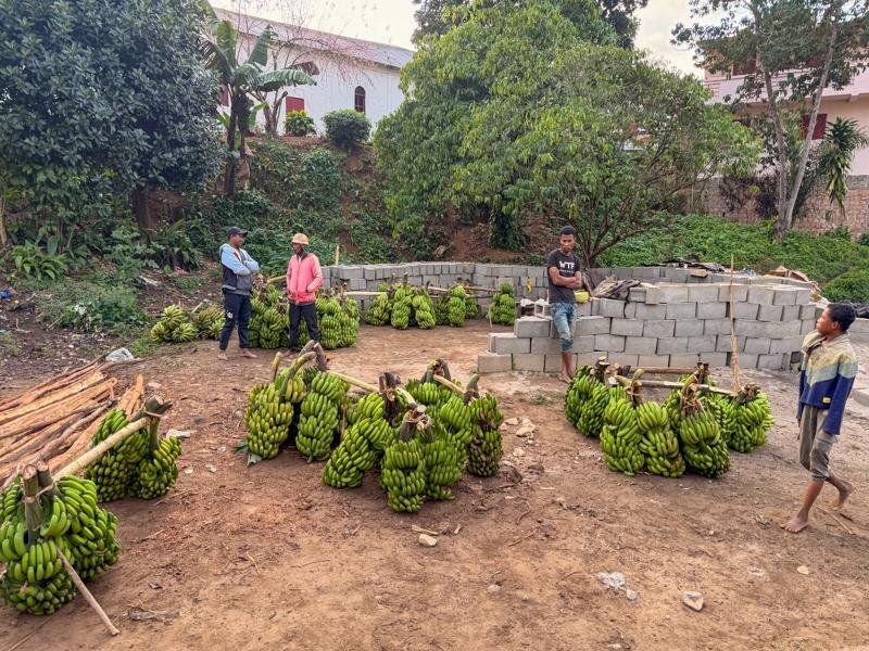Lots of bananas outside Ranomafana