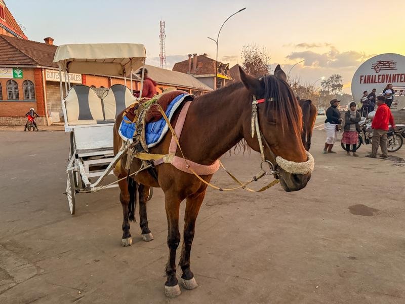 Horse tours available