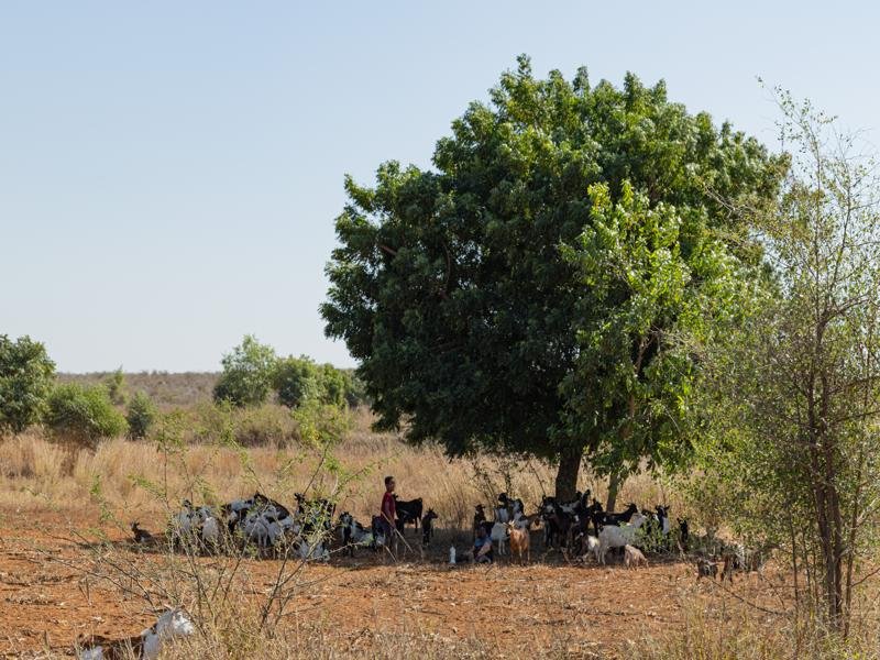 Locals with a large herd of goats
