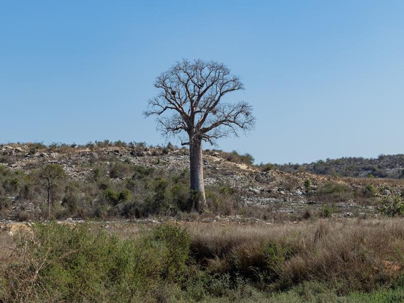 One of the first baobab sightings
