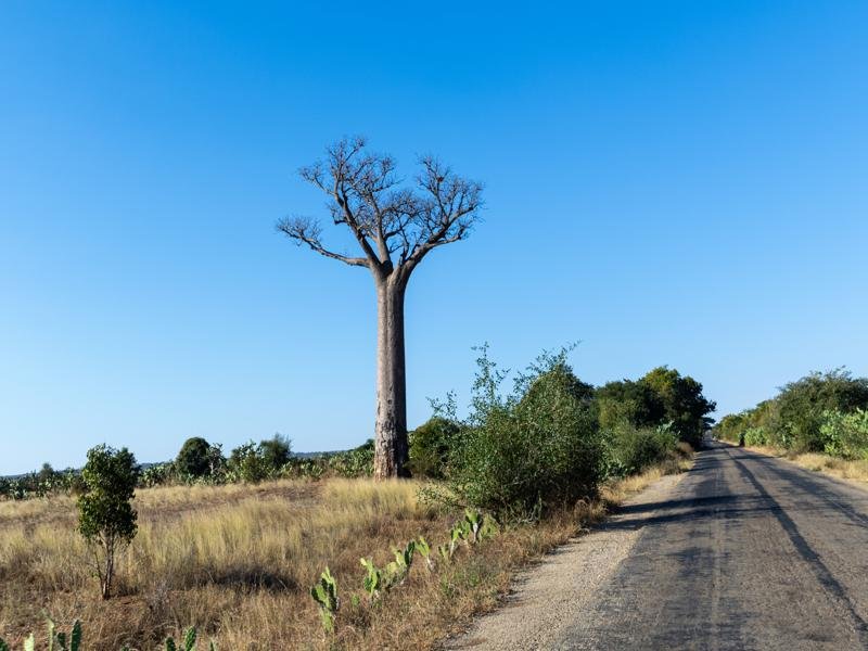 Back on the road, more Baobab trees