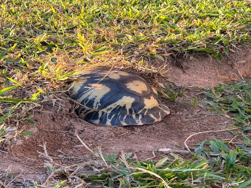 There were some large turtles on the property