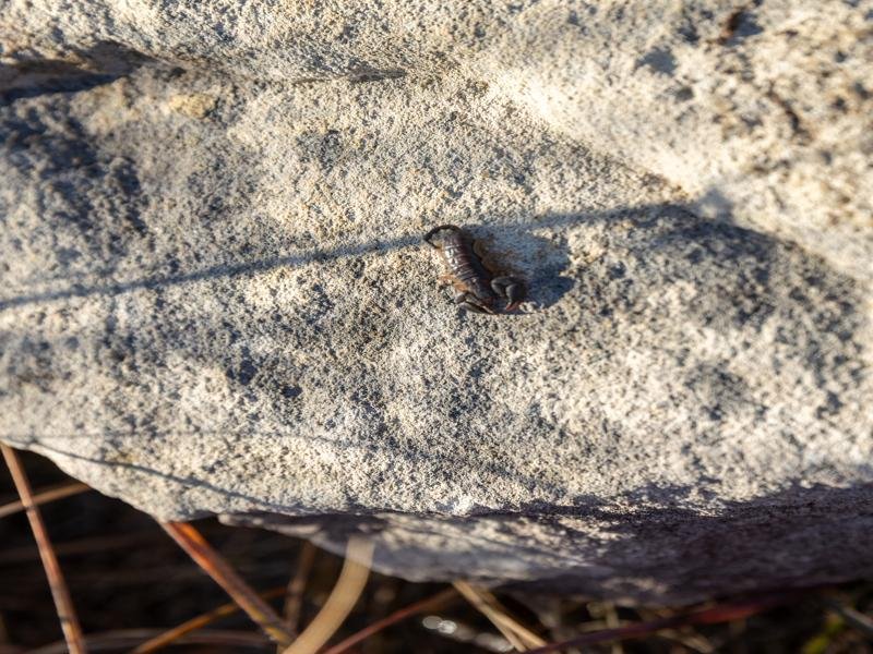This is a small scorpion he found under the rock