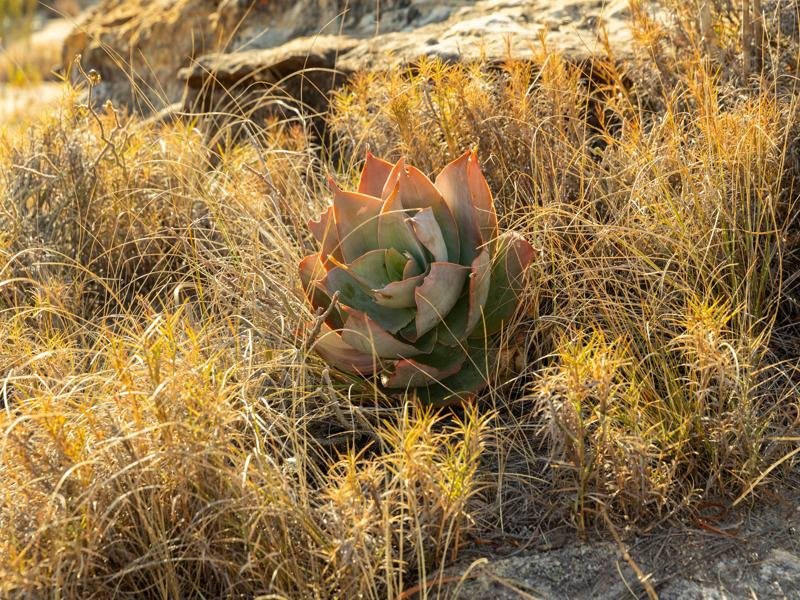 An aloe plant