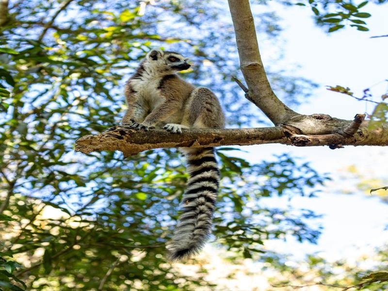 Our first lemurs of Madagascar