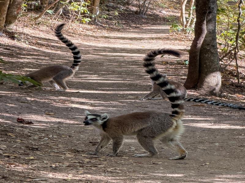 Ringtail lemurs on the path