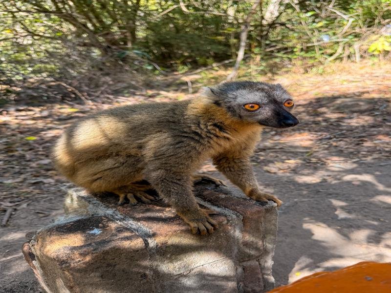 This brown lemur was very agressive