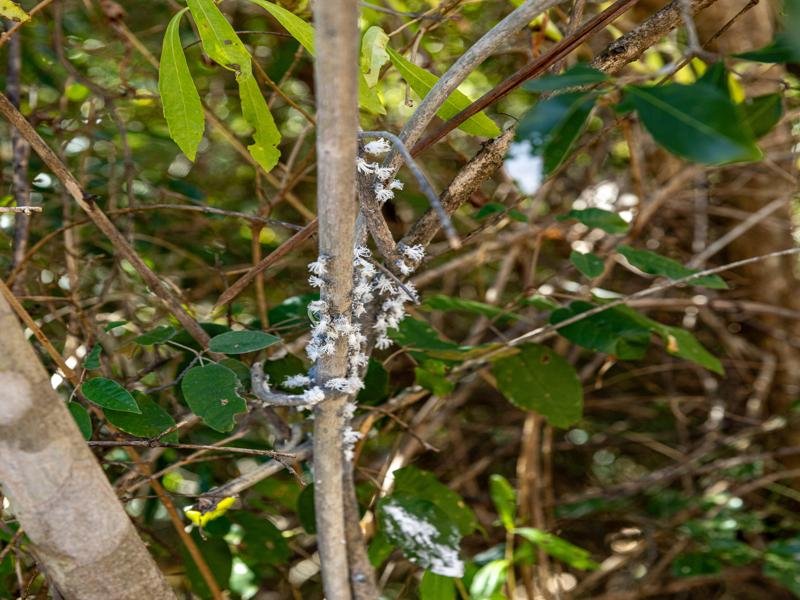 These are Flatid Leaf Bug Nymphs