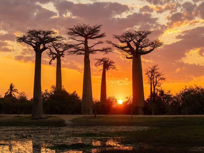 Baobab Avenue at sunset