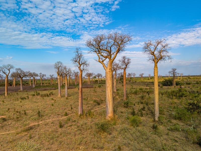 Baobabs from the drone