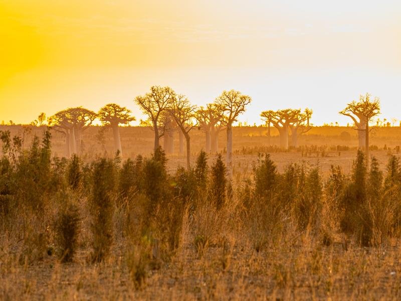 Baobabs at sunset near Kirindy Forest