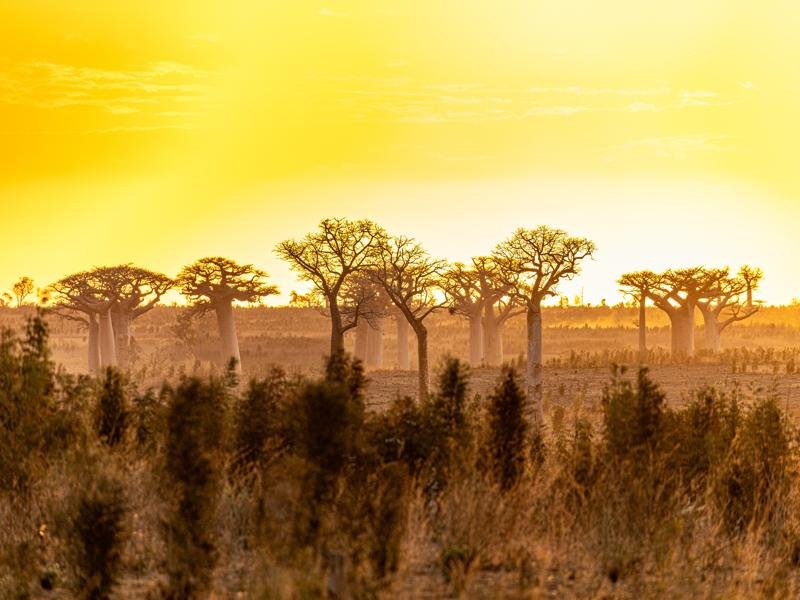 Baobabs at sunset near Kirindy Forest