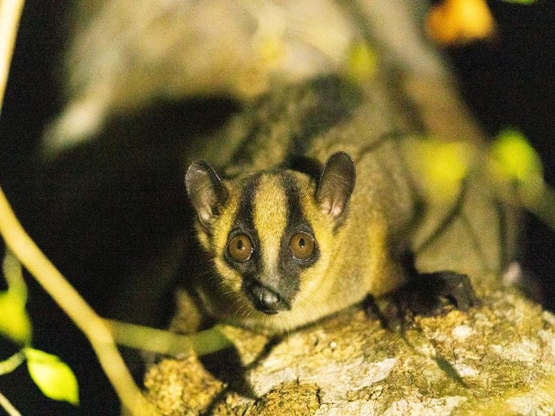 Fork Marked lemur