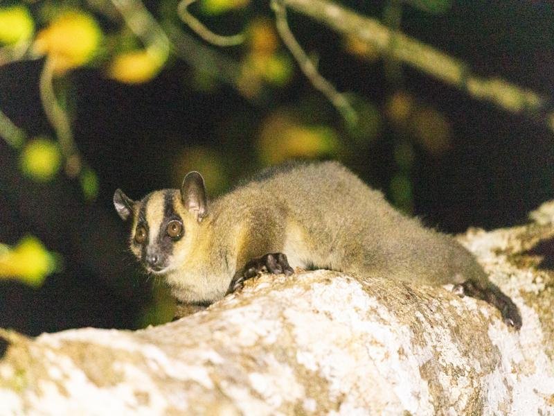 Fork Marked lemur