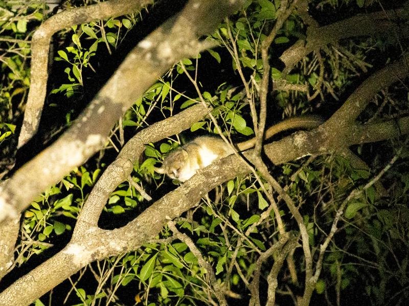 A mouse lemur