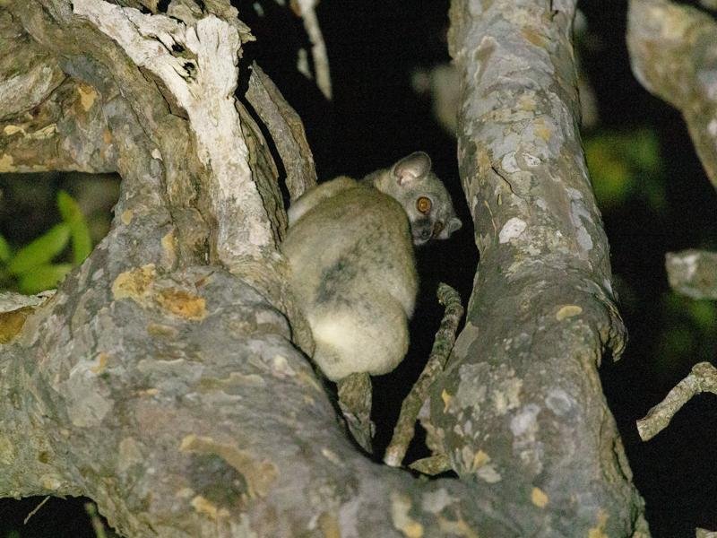 Red tailed sportive lemur