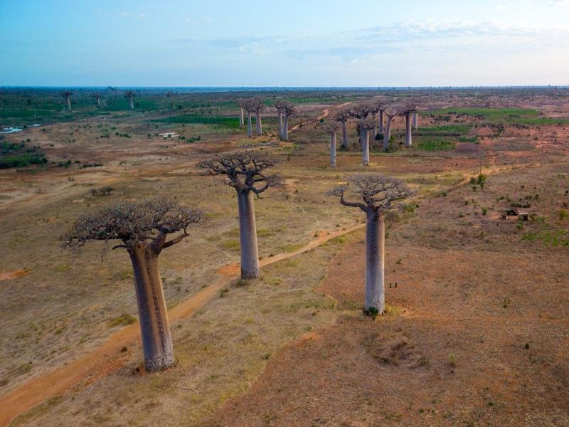 Baobabs at sunrise near Kirindy