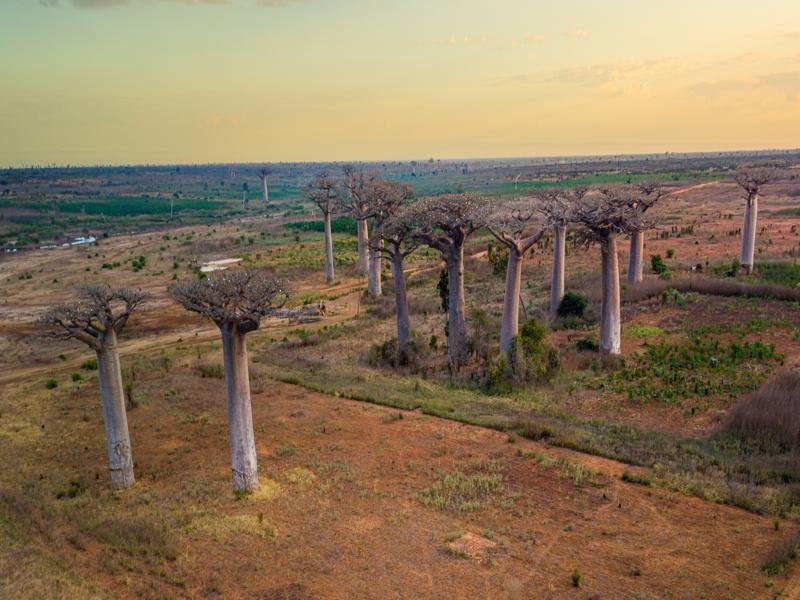 Baobabs at sunrise near Kirindy