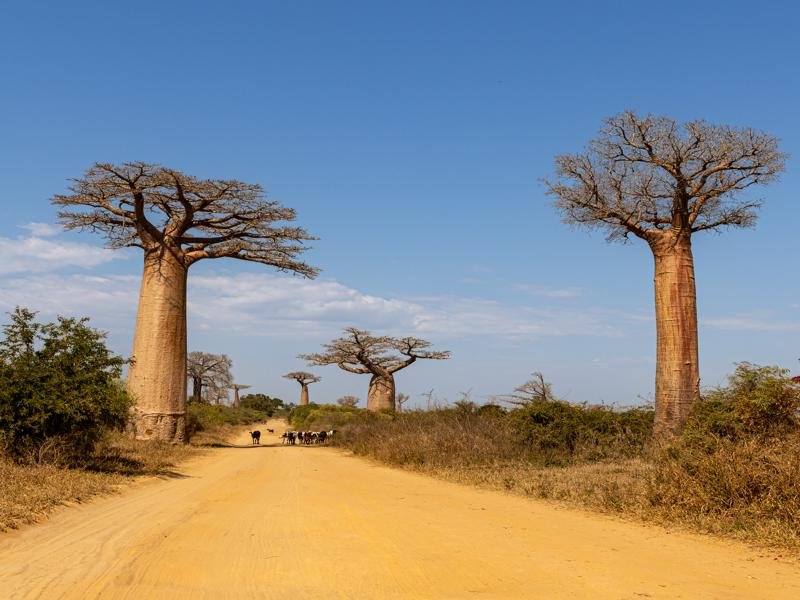On the way to Morondava