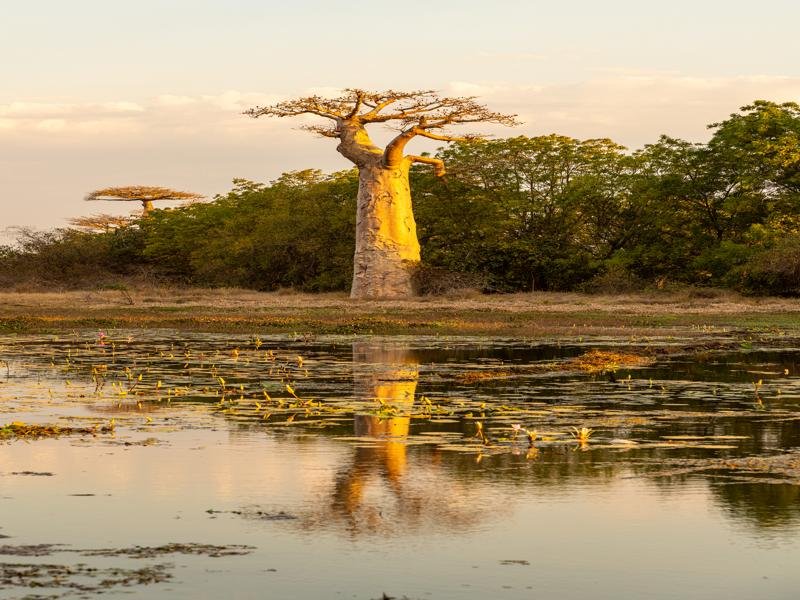 Back to the Avenue of the Baobabs for sunset