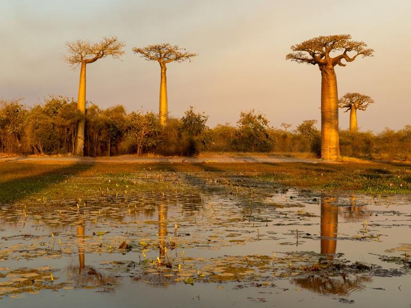 Baobabs over the water