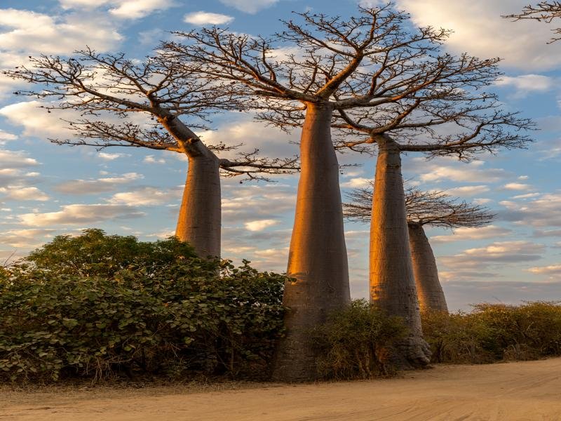 The Avenue of the Baobabs