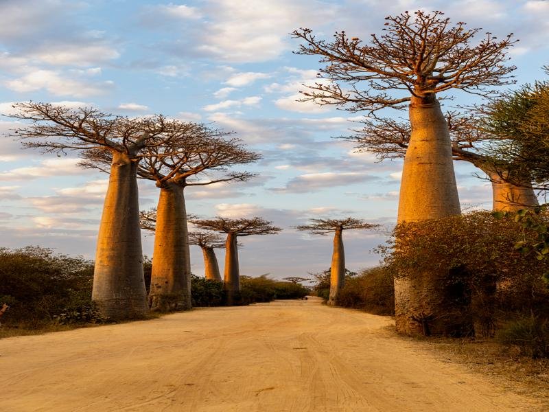 The Avenue of the Baobabs