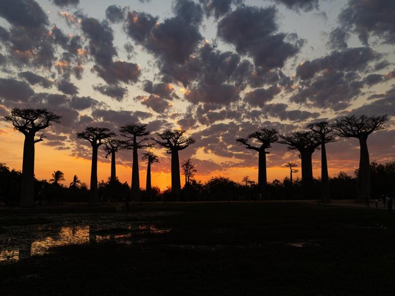 Baobab trees at sunset