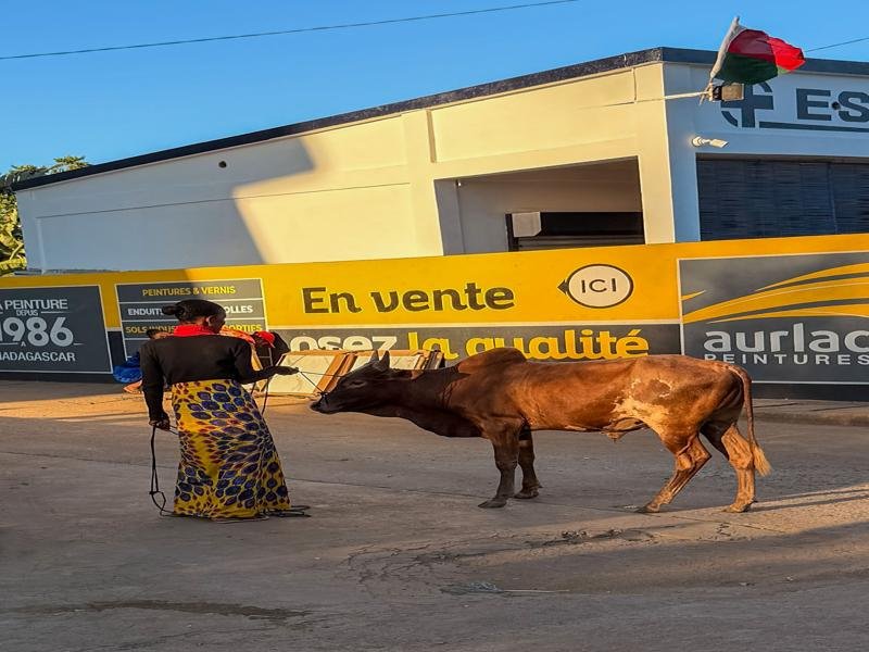 Zebu on a walk through town