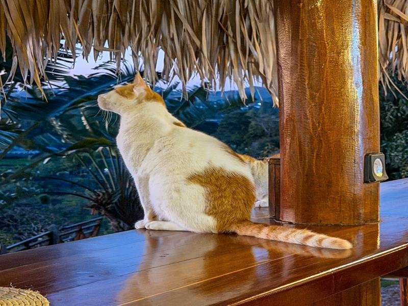 Cat friend at the hotel