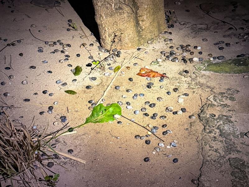 The hermit crabs were having a night party!
