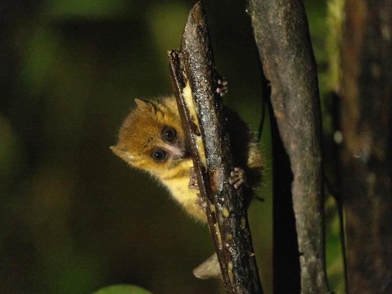 After 4 more hours of driving we went on a night walk to see the mouse lemur