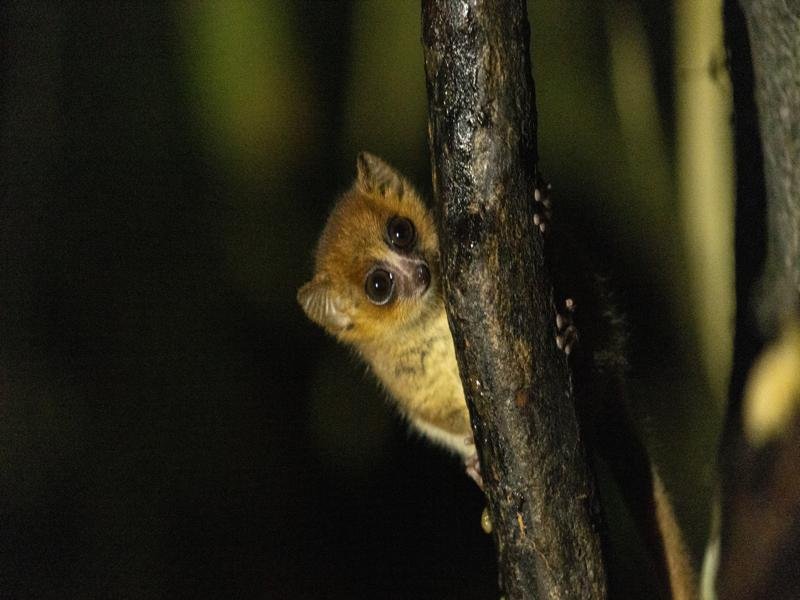 Mouse lemur in the tree