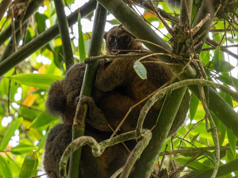 The Golden bamboo lemur