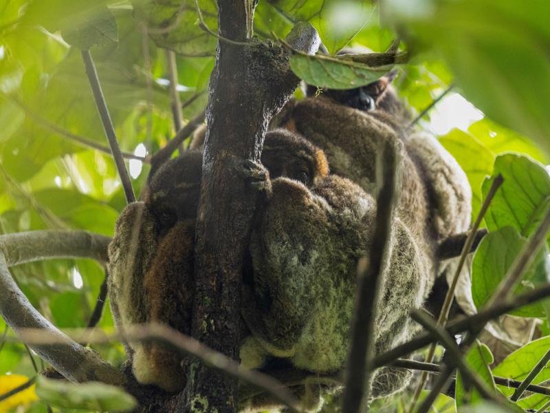 The nocturnal lemurs trying to get some sleep