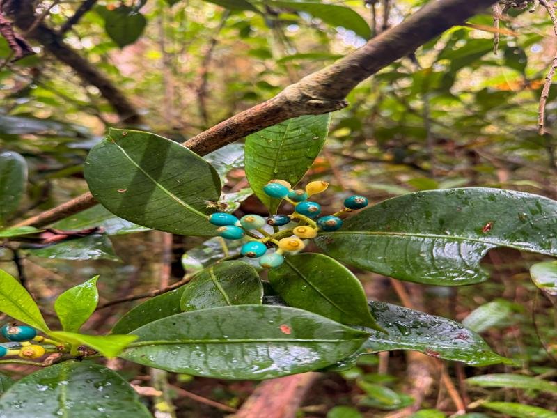 We were told these have caffeine similar to coffee