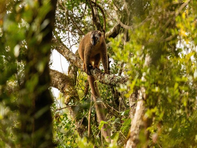 Red bellied lemur