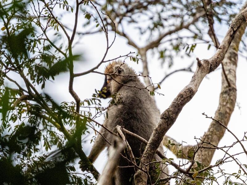 Red bellied lemur