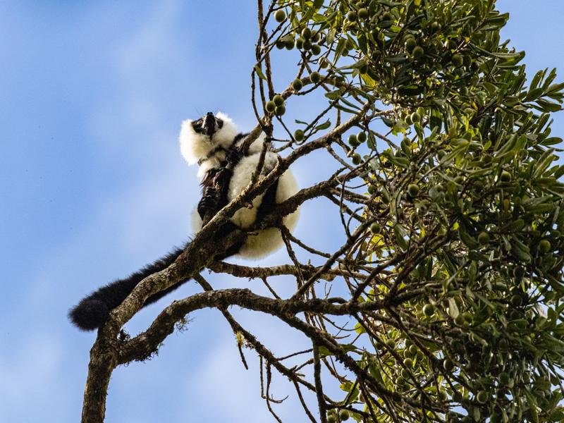 They were sunning in the trees