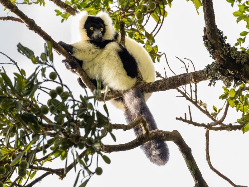 Black and white lemur