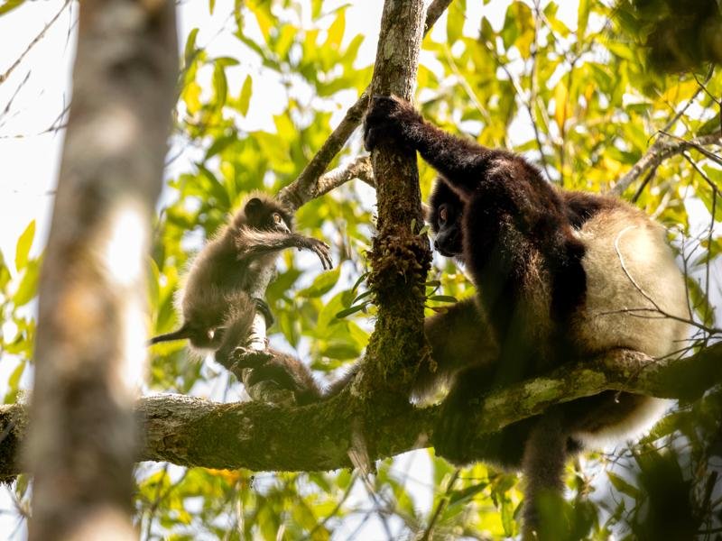 The Indri lemur with a baby