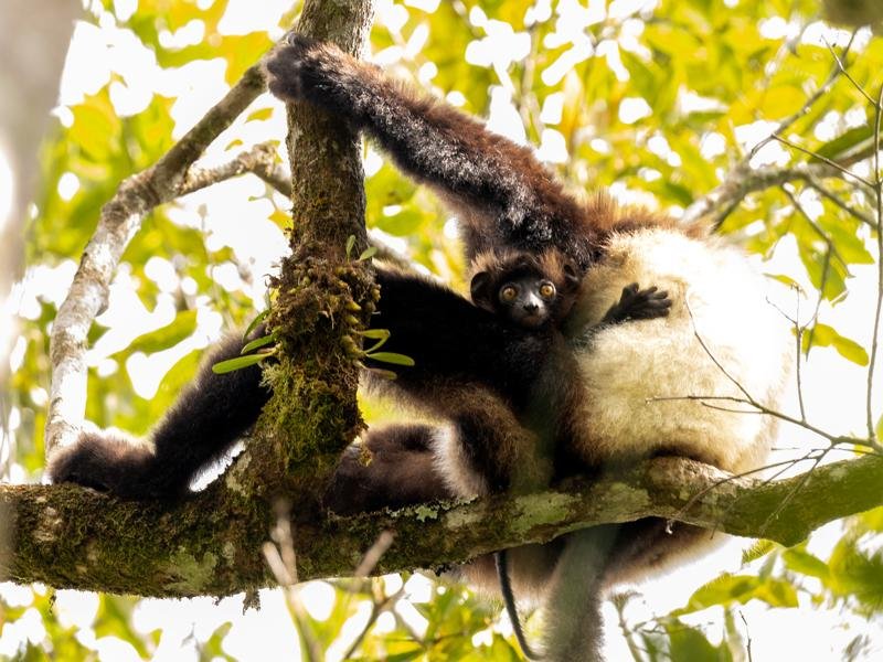 Baby clinging on to mom
