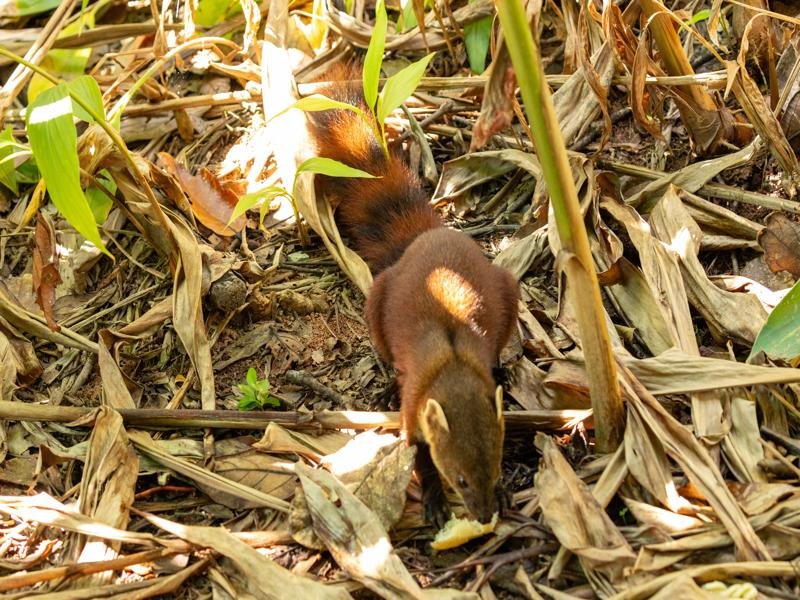 A mongoose at the lunch viewpoint
