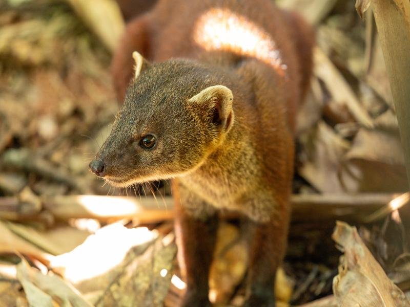 The mongoose up close
