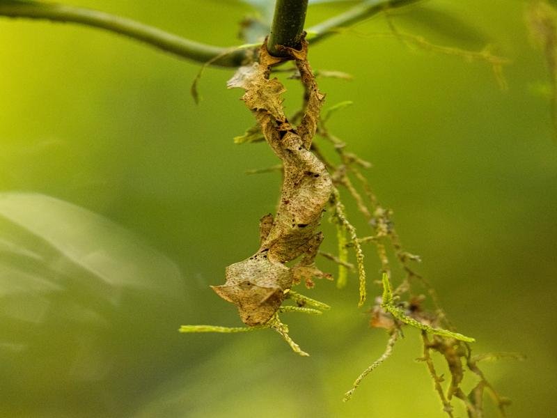 The leaf tailed gecko