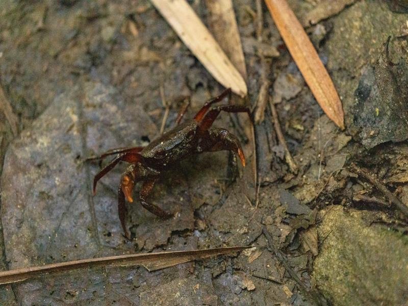 Crab from the creek