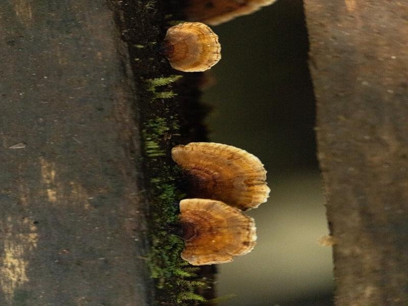 Mushrooms on a bridge crossing the creek